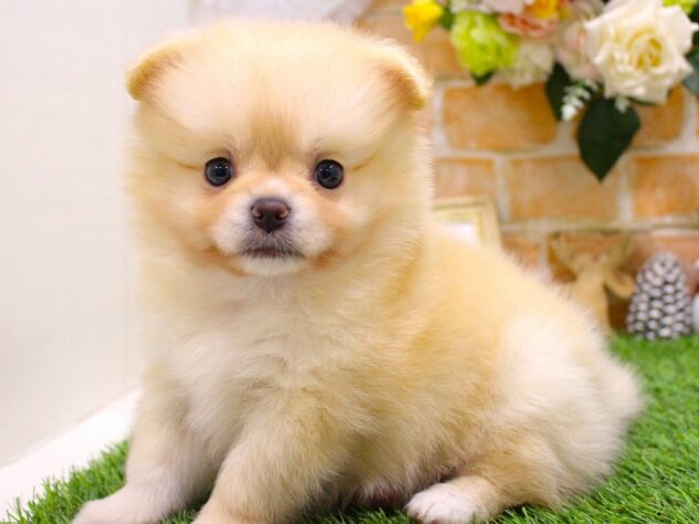 兵庫県のポメラニアン (ペット・プラザ アミーゴ三田店/2025年11月30日生まれ/男の子/クリーム)の子犬の3枚目の画像