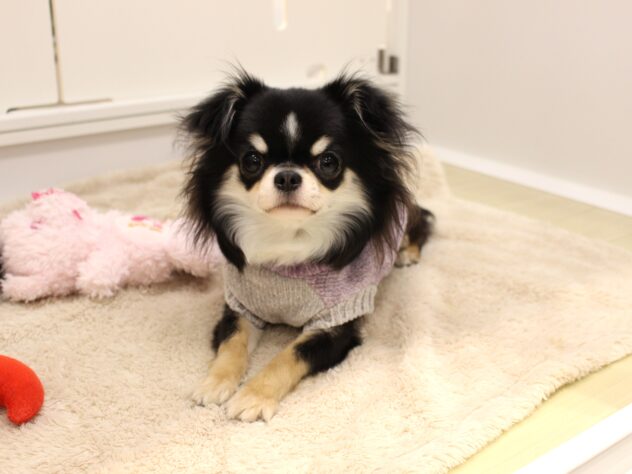 大阪府のチワワ(ロング) (ペット・プラザ アミーゴ箕面店/2025年5月12日生まれ/女の子/トライカラー)の子犬の1枚目の画像