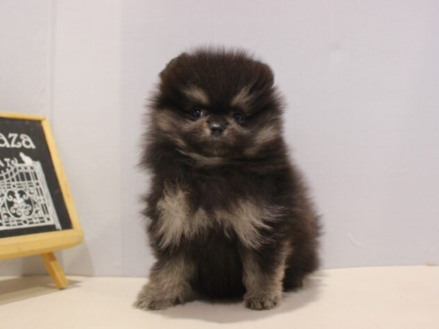 兵庫県のポメラニアン (ペット・プラザ アミーゴつかしん店/2025年10月28日生まれ/男の子/ブラックタン)の子犬の3枚目の画像