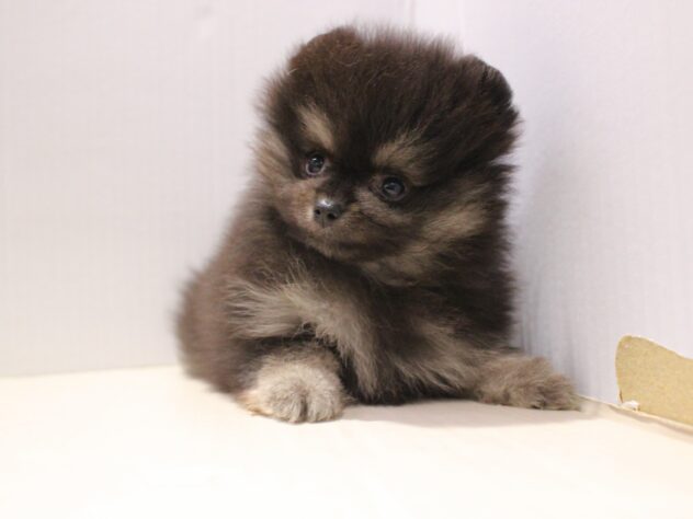 兵庫県のポメラニアン (ペット・プラザ アミーゴつかしん店/2025年10月28日生まれ/男の子/ブラックタン)の子犬の2枚目の画像