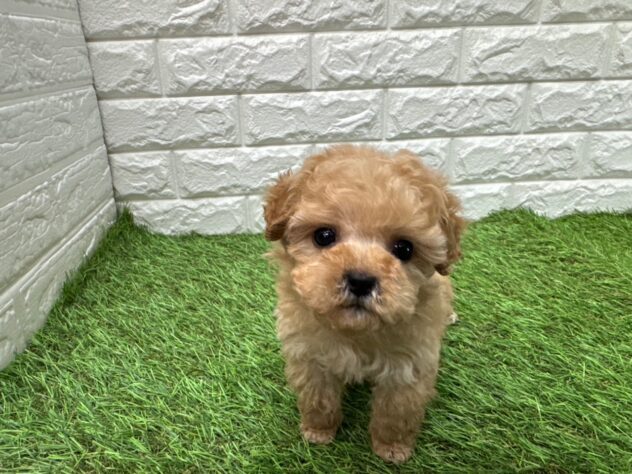 新潟県のトイプードル(トイ) (アミーゴ新潟小新店/2025年11月17日生まれ/男の子/アプリコット)の子犬の1枚目の画像