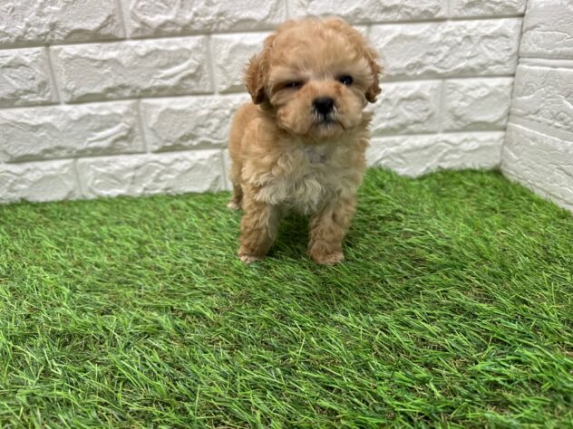 新潟県のトイプードル(トイ) (アミーゴ新潟小新店/2025年11月17日生まれ/男の子/アプリコット)の子犬の3枚目の画像