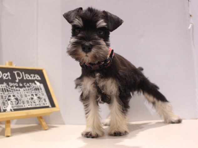 兵庫県のミニチュアシュナウザー (ペット・プラザ アミーゴつかしん店/2025年11月8日生まれ/女の子/ブラックシルバー)の子犬の1枚目の画像