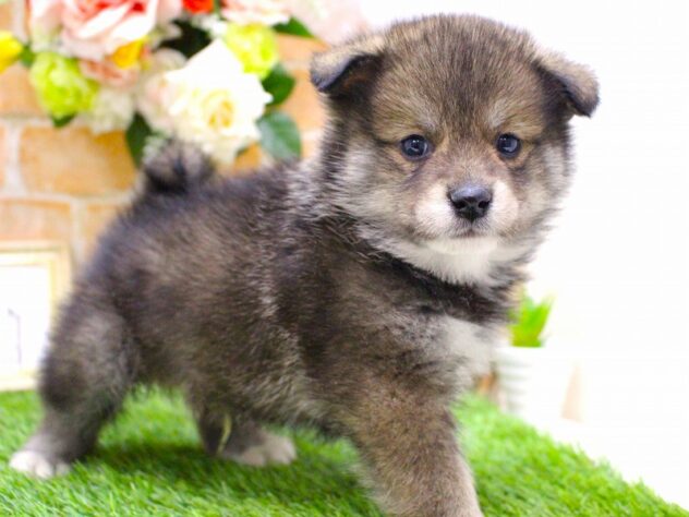 兵庫県のポメ柴/豆ポメ/ポメ豆柴(ポメラニアン×柴犬) (ペット・プラザ アミーゴ三田店/2025年11月28日生まれ/男の子/オレンジ)の子犬の2枚目の画像