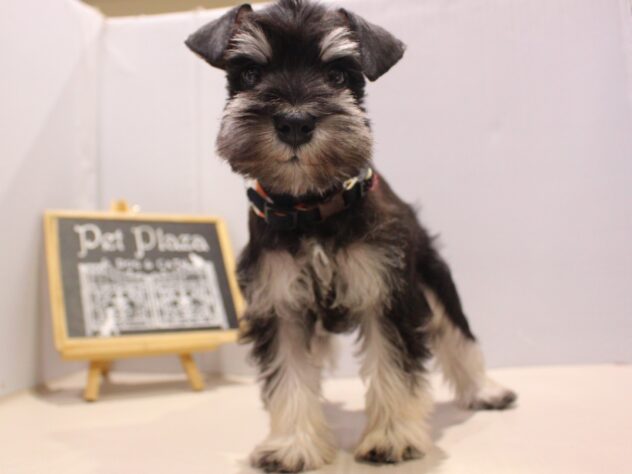 兵庫県のミニチュアシュナウザー (ペット・プラザ アミーゴつかしん店/2025年11月8日生まれ/女の子/ブラックシルバー)の子犬の2枚目の画像