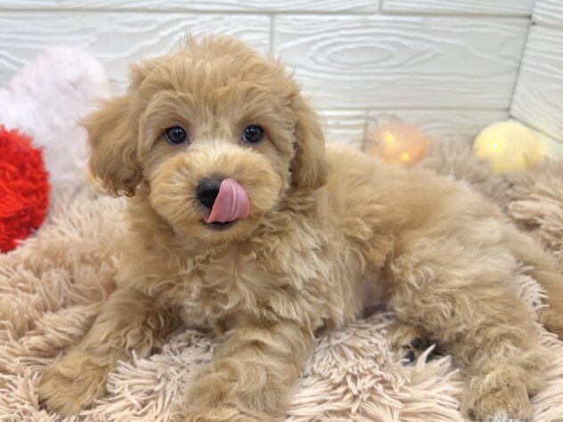 兵庫県のビションプー(ビションフリーゼ×プードル) (ワンキャラット アミーゴ姫路飾磨店/2025年11月23日生まれ/男の子/アプリコット)の子犬の2枚目の画像