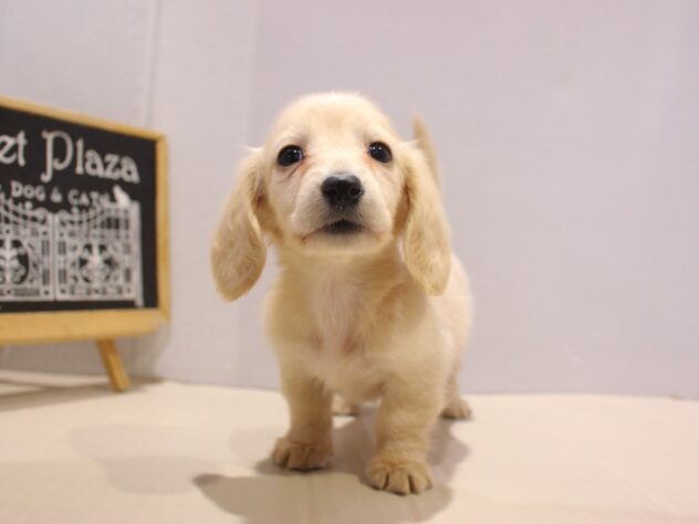 兵庫県のミニチュアダックスフンド(ロング) (ペット・プラザ アミーゴつかしん店/2025年11月1日生まれ/女の子/イエロー)の子犬の2枚目の画像