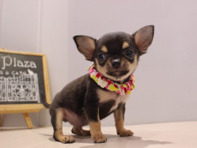 兵庫県のチワワ(スムース) (ペット・プラザ アミーゴつかしん店/2025年11月7日生まれ/男の子/ブラックタン)の子犬の2枚目の画像