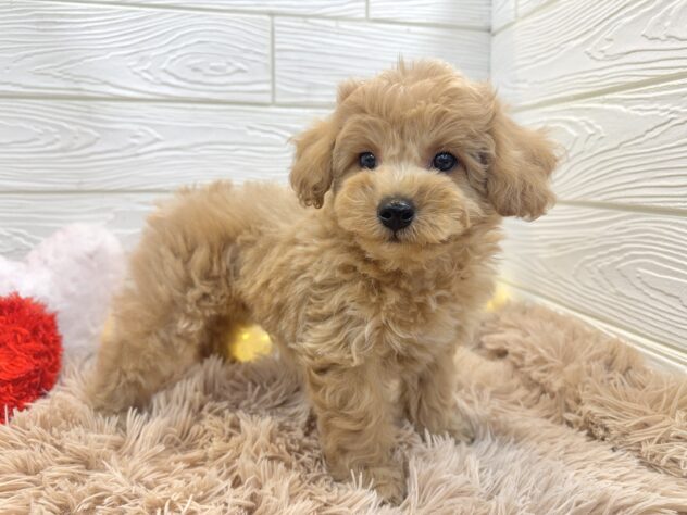 兵庫県のビションプー(ビションフリーゼ×プードル) (ワンキャラット アミーゴ姫路飾磨店/2025年11月23日生まれ/男の子/アプリコット)の子犬の3枚目の画像