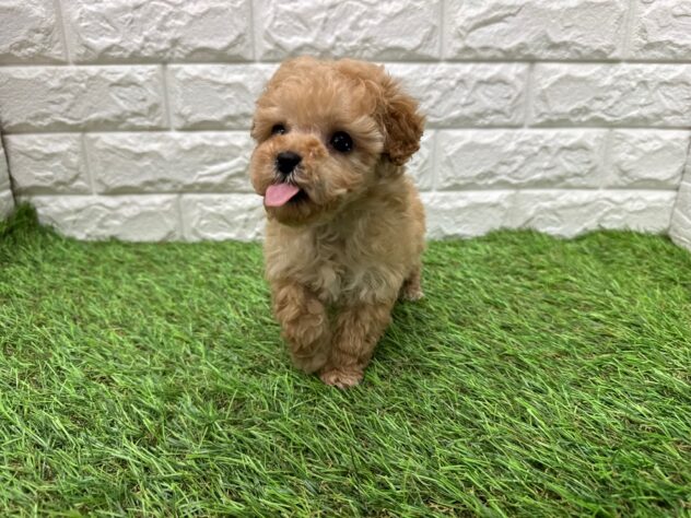 新潟県のトイプードル(トイ) (アミーゴ新潟小新店/2025年11月17日生まれ/男の子/アプリコット)の子犬の4枚目の画像