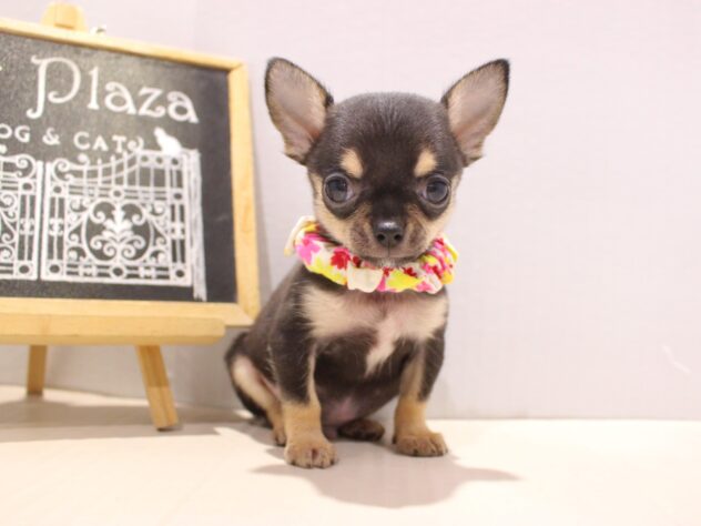 兵庫県のチワワ(スムース) (ペット・プラザ アミーゴつかしん店/2025年11月7日生まれ/男の子/ブラックタン)の子犬の1枚目の画像