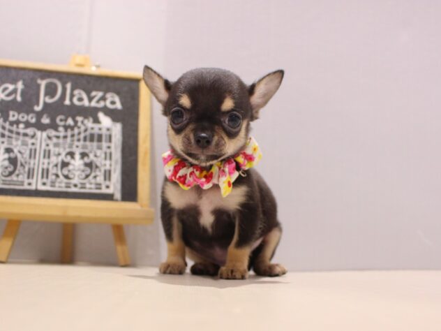 兵庫県のチワワ(スムース) (ペット・プラザ アミーゴつかしん店/2025年11月7日生まれ/男の子/ブラックタン)の子犬の3枚目の画像