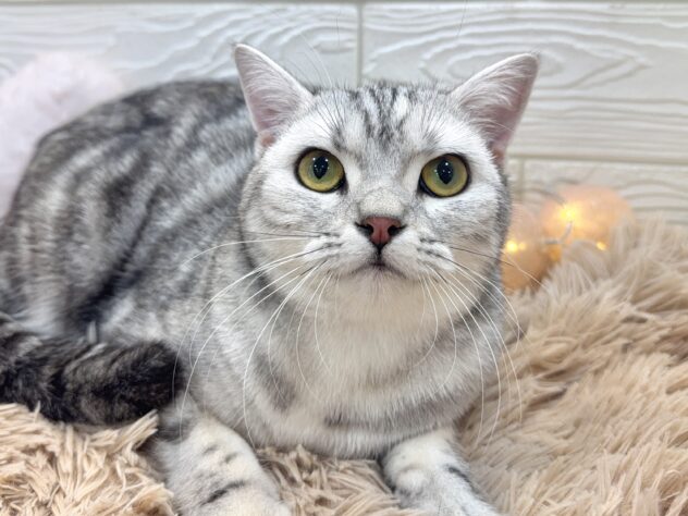 兵庫県のスコティッシュフォールド (ワンキャラット アミーゴ姫路飾磨店/2025年3月13日生まれ/女の子/シルバーパッチドタビー)の子猫の1枚目の画像
