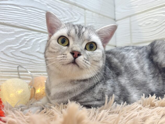 兵庫県のスコティッシュフォールド (ワンキャラット アミーゴ姫路飾磨店/2025年3月13日生まれ/女の子/シルバーパッチドタビー)の子猫の3枚目の画像