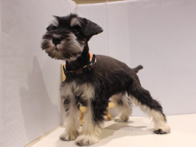 兵庫県のミニチュアシュナウザー (ペット・プラザ アミーゴつかしん店/2025年11月8日生まれ/女の子/ブラックシルバー)の子犬の3枚目の画像