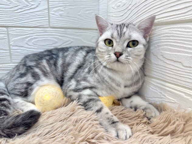 兵庫県のスコティッシュフォールド (ワンキャラット アミーゴ姫路飾磨店/2025年3月13日生まれ/女の子/シルバーパッチドタビー)の子猫の2枚目の画像