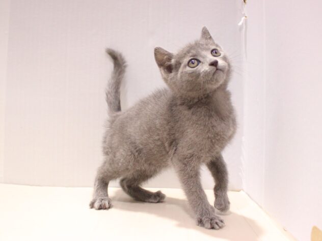 兵庫県のロシアンブルー (ペット・プラザ アミーゴつかしん店/2025年11月9日生まれ/男の子/ブルー)の子猫の2枚目の画像