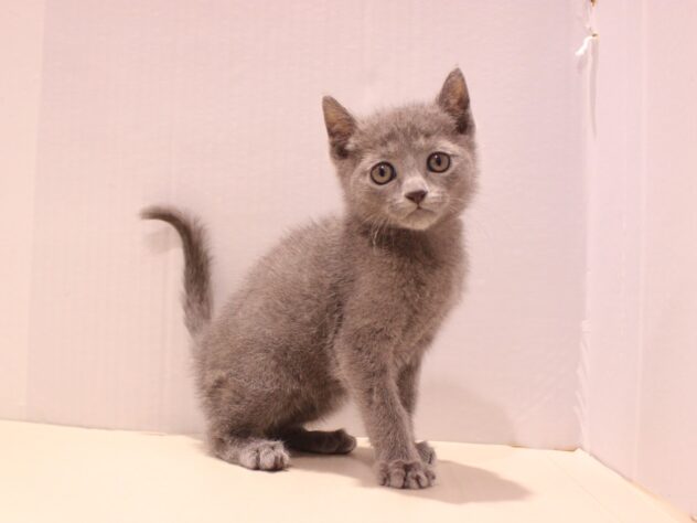 兵庫県のロシアンブルー (ペット・プラザ アミーゴつかしん店/2025年11月9日生まれ/男の子/ブルー)の子猫の1枚目の画像