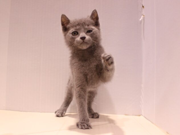 兵庫県のロシアンブルー (ペット・プラザ アミーゴつかしん店/2025年11月9日生まれ/男の子/ブルー)の子猫の3枚目の画像