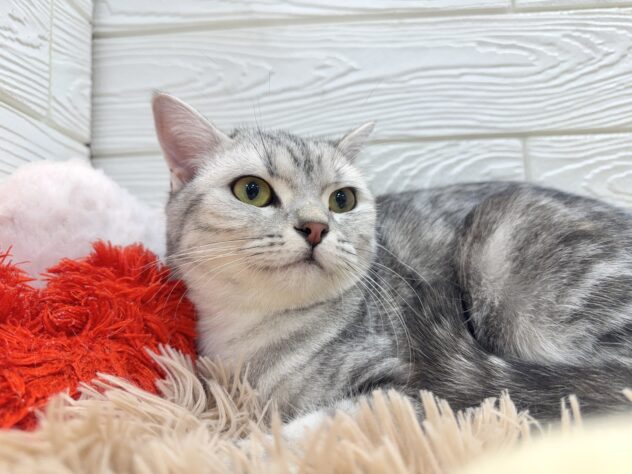 兵庫県のスコティッシュフォールド (ワンキャラット アミーゴ姫路飾磨店/2025年3月13日生まれ/女の子/シルバーパッチドタビー)の子猫の4枚目の画像