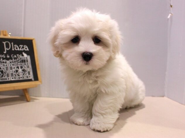 兵庫県のコトンドテュレアール (ペット・プラザ アミーゴつかしん店/2025年11月13日生まれ/女の子/ホワイト)の子犬の3枚目の画像