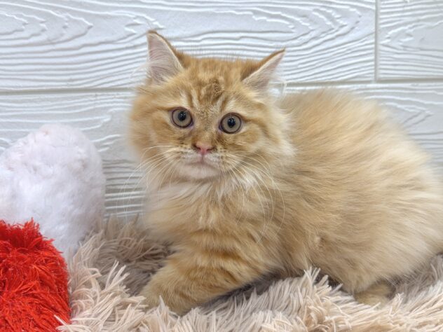 兵庫県のサイベリアン (ワンキャラット アミーゴ姫路飾磨店/2025年9月1日生まれ/女の子/レッドタビー)の子猫の3枚目の画像