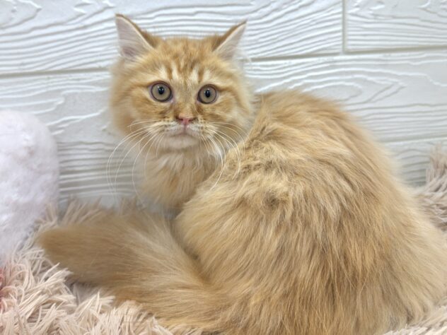 兵庫県のサイベリアン (ワンキャラット アミーゴ姫路飾磨店/2025年9月1日生まれ/女の子/レッドタビー)の子猫の4枚目の画像