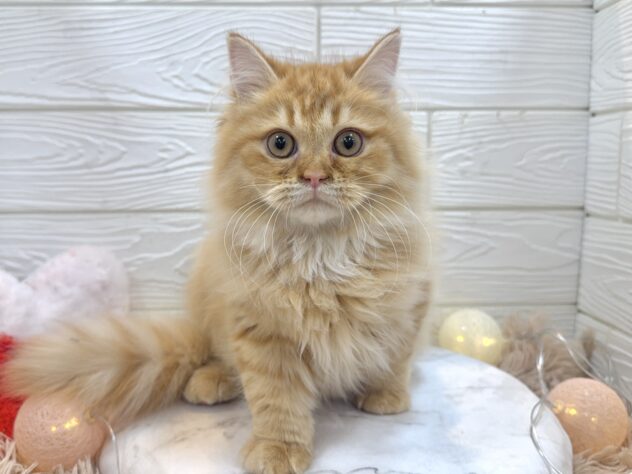 兵庫県のサイベリアン (ワンキャラット アミーゴ姫路飾磨店/2025年9月1日生まれ/女の子/レッドタビー)の子猫の2枚目の画像