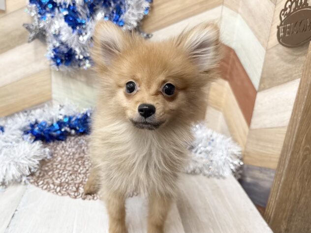 高知県のポメラニアン (ワンキャラット アミーゴ高知店/2025年9月28日生まれ/男の子/オレンジ)の子犬