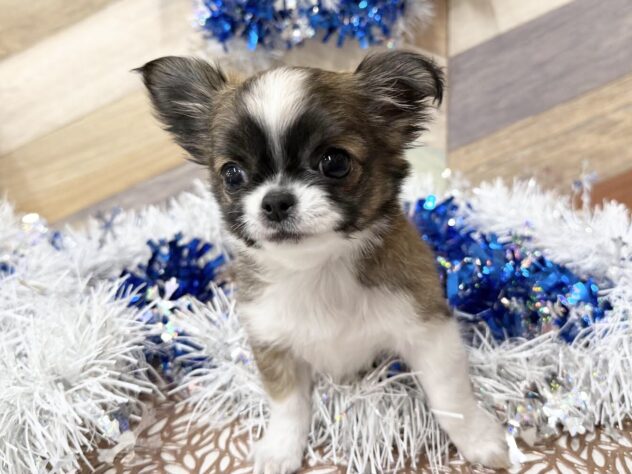 高知県のチワワ(ロング) (ワンキャラット アミーゴ高知店/2025年10月31日生まれ/男の子/レッドホワイト)の子犬