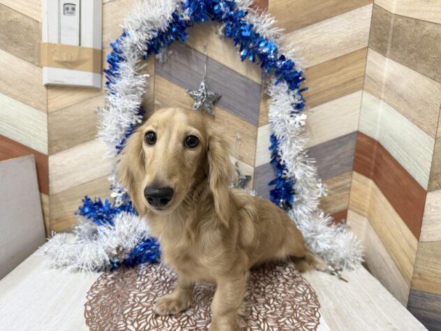 高知県のミニチュアダックスフンド(ロング) (ワンキャラット アミーゴ高知店/2025年6月6日生まれ/女の子/イエロー)の子犬