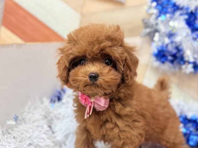 高知県のトイプードル(トイ) (ワンキャラット アミーゴ高知店/2025年10月3日生まれ/女の子/レッド)の子犬の3枚目の画像