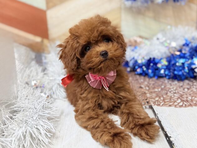 高知県のトイプードル(トイ) (ワンキャラット アミーゴ高知店/2025年10月3日生まれ/女の子/レッド)の子犬の2枚目の画像