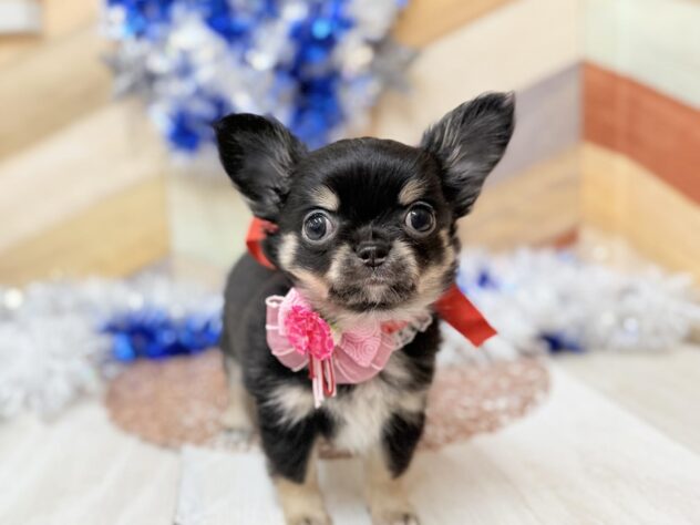 高知県のチワワ(ロング) (ワンキャラット アミーゴ高知店/2025年11月12日生まれ/女の子/ブラックタン)の子犬の3枚目の画像