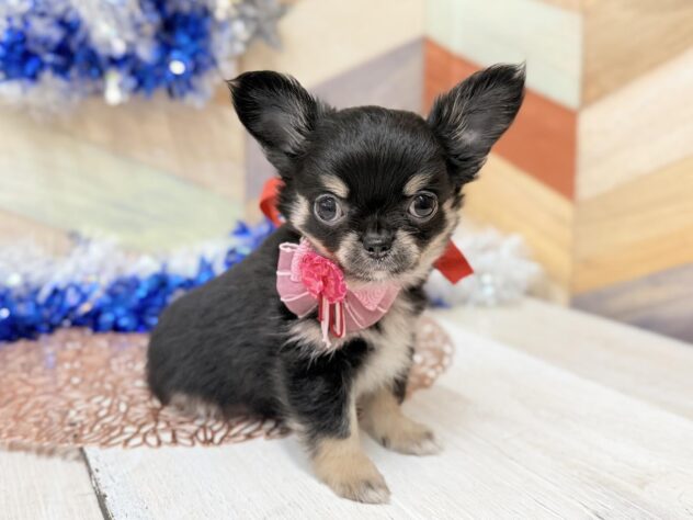 高知県のチワワ(ロング) (ワンキャラット アミーゴ高知店/2025年11月12日生まれ/女の子/ブラックタン)の子犬の2枚目の画像