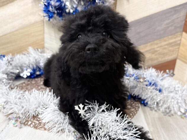 高知県のトイプードル(トイ) (ワンキャラット アミーゴ高知店/2025年7月28日生まれ/女の子/ブラック)の子犬の1枚目の画像