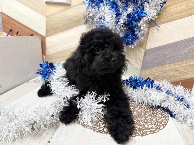 高知県のトイプードル(トイ) (ワンキャラット アミーゴ高知店/2025年7月28日生まれ/女の子/ブラック)の子犬の3枚目の画像