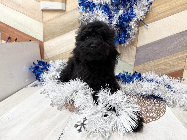 高知県のトイプードル(トイ) (ワンキャラット アミーゴ高知店/2025年7月28日生まれ/女の子/ブラック)の子犬の4枚目の画像