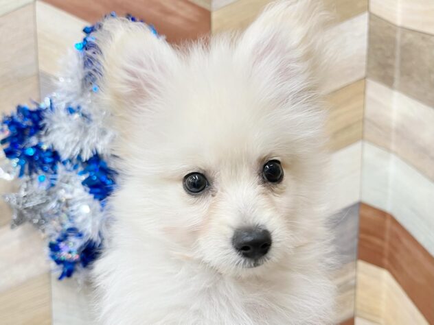 高知県のポメプー(ポメラニアン×プードル) (ワンキャラット アミーゴ高知店/2025年10月24日生まれ/男の子/クリーム)の子犬の1枚目の画像