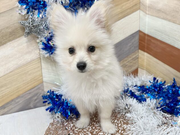 高知県のポメプー(ポメラニアン×プードル) (ワンキャラット アミーゴ高知店/2025年10月24日生まれ/男の子/クリーム)の子犬の2枚目の画像