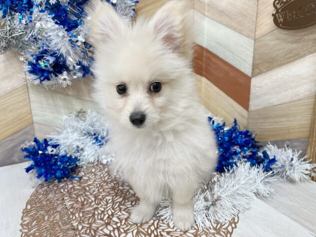 高知県のポメプー(ポメラニアン×プードル) (ワンキャラット アミーゴ高知店/2025年10月24日生まれ/男の子/クリーム)の子犬の3枚目の画像