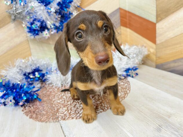高知県のミニチュアダックスフンド(ロング) (ワンキャラット アミーゴ高知店/2025年10月24日生まれ/女の子/チョコレートタン)の子犬の3枚目の画像