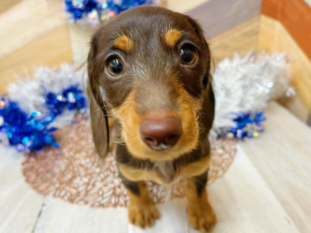 高知県のミニチュアダックスフンド(ロング) (ワンキャラット アミーゴ高知店/2025年10月24日生まれ/女の子/チョコレートタン)の子犬の1枚目の画像
