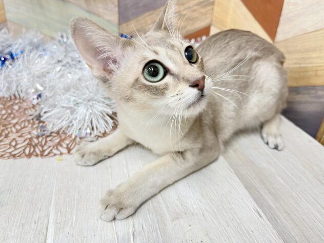 高知県のシンガプーラ (ワンキャラット アミーゴ高知店/2025年6月28日生まれ/男の子/セピアアグーティ)の子猫の2枚目の画像