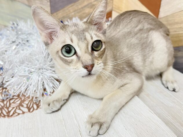 高知県のシンガプーラ (ワンキャラット アミーゴ高知店/2025年6月28日生まれ/男の子/セピアアグーティ)の子猫の1枚目の画像