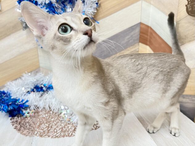 高知県のシンガプーラ (ワンキャラット アミーゴ高知店/2025年6月28日生まれ/男の子/セピアアグーティ)の子猫の3枚目の画像