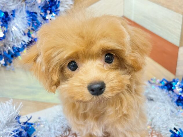 高知県のチワプー/プーチー(チワワ×プードル) (ワンキャラット アミーゴ高知店/2025年9月11日生まれ/男の子/クリーム)の子犬の1枚目の画像