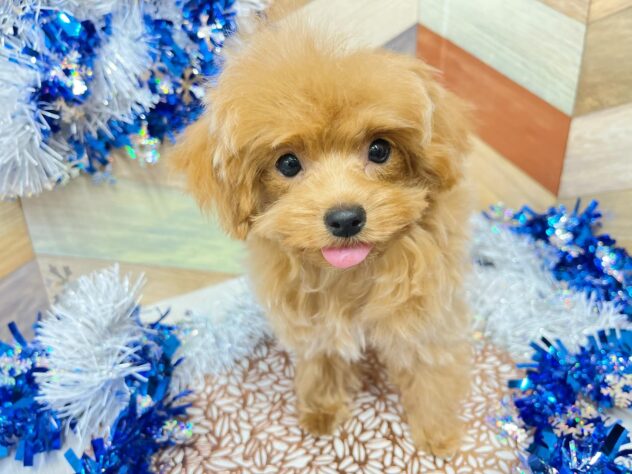 高知県のチワプー/プーチー(チワワ×プードル) (ワンキャラット アミーゴ高知店/2025年9月11日生まれ/男の子/クリーム)の子犬の3枚目の画像