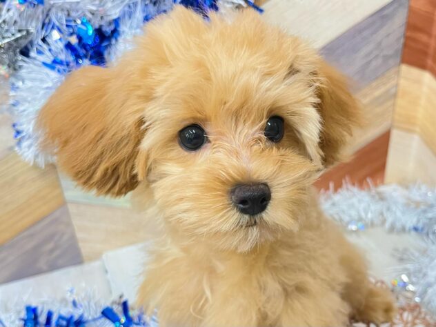 高知県のマルプー(マルチーズ×プードル) (ワンキャラット アミーゴ高知店/2025年8月27日生まれ/女の子/レッド)の子犬の1枚目の画像