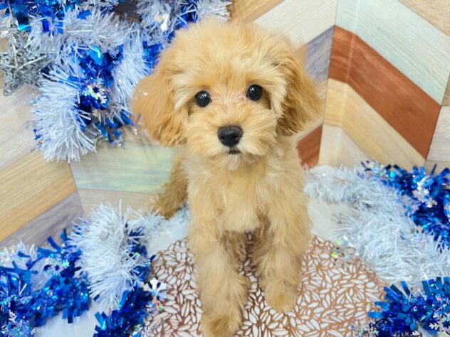 高知県のマルプー(マルチーズ×プードル) (ワンキャラット アミーゴ高知店/2025年8月27日生まれ/女の子/レッド)の子犬の2枚目の画像